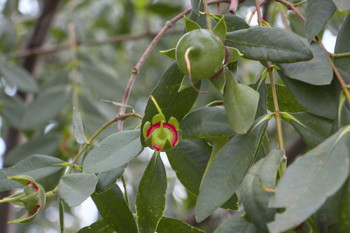 Sonneratia caseolaris