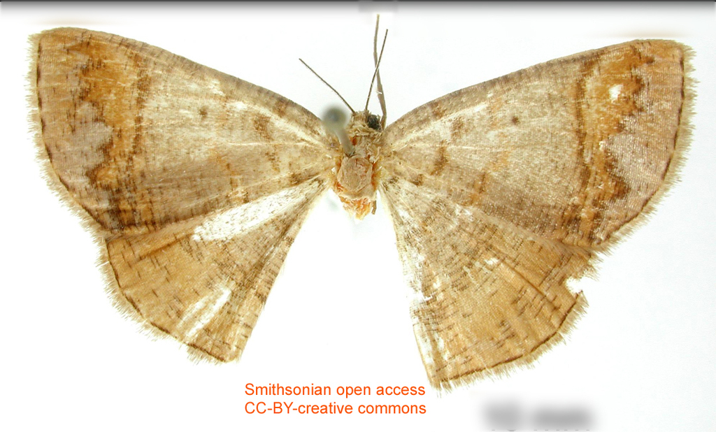 Thysanopyga brunnescens
