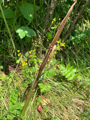 Pastinaca