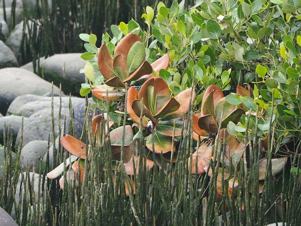 Palaquium formosanum, 708台灣台南市安平區