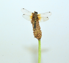 Nannothemis bella