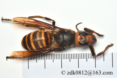 Asian Giant Hornet