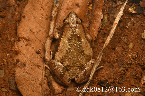 East Asian Ornate Chorus Frog