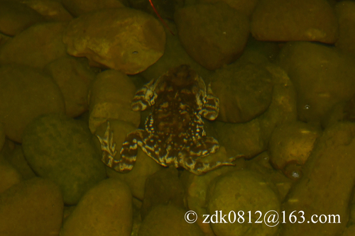 Asiatic Toad