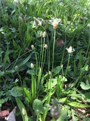 Plantago lanceolata