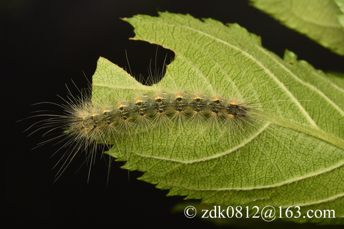 Fall Webworm Moth