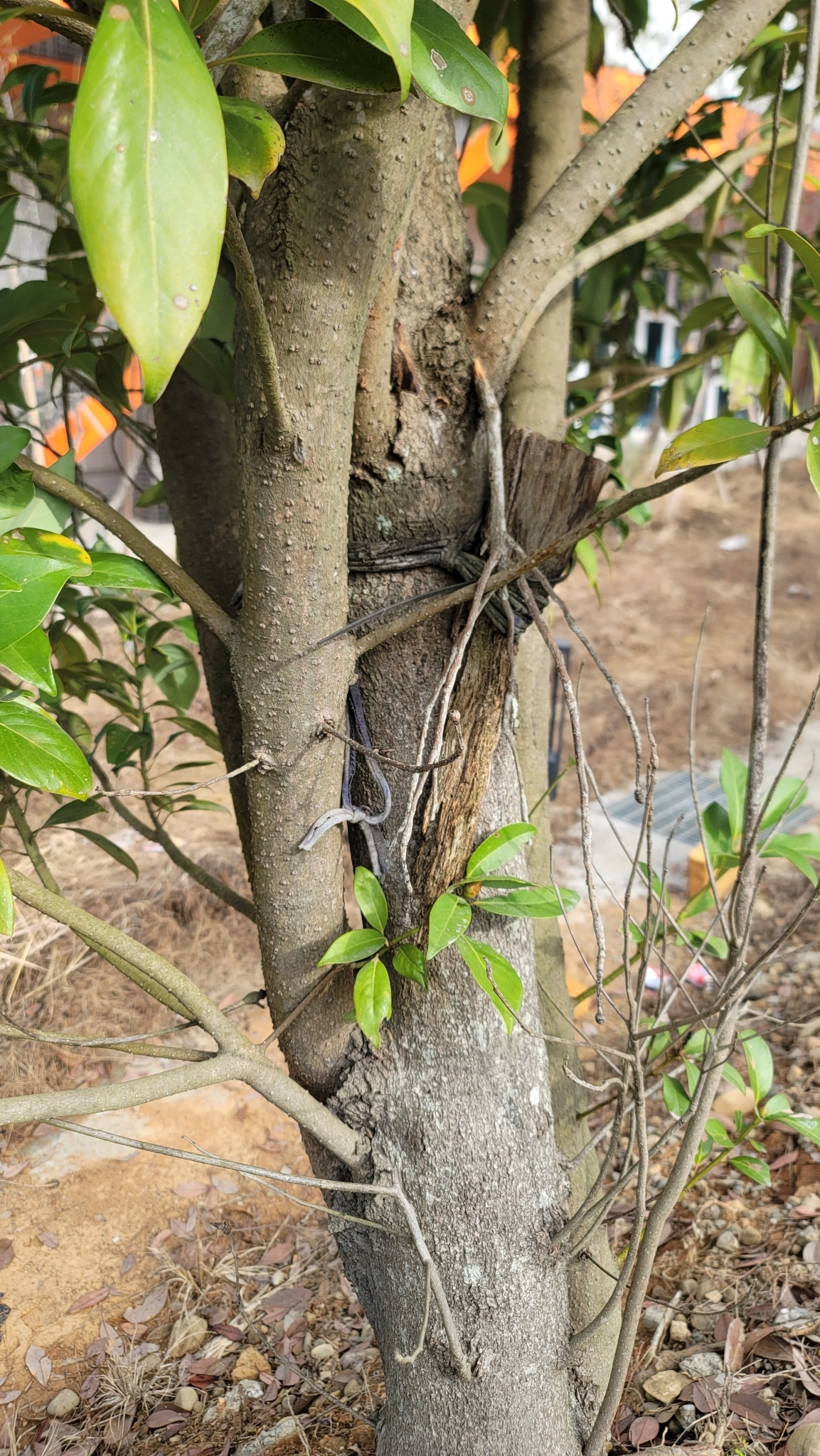 Imagem de Peroba-japonesa