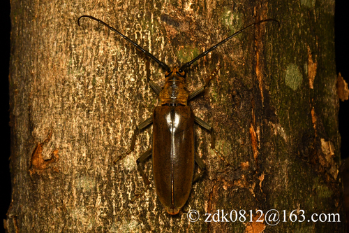 Neocerambyx raddei