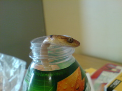 Leptodeira