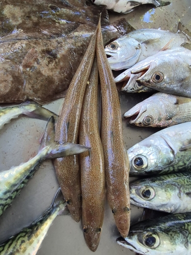 Brazilian flathead (Percophis brasiliensis) — Percophidae