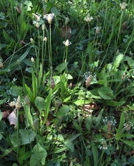 Plantago lanceolata