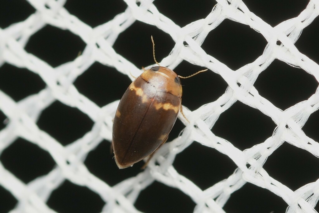 Laccophilus transversalis