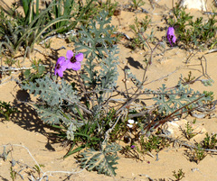 Erodium crassifolium