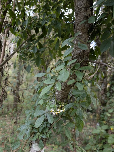 Solanum appendiculatum, photograph 6