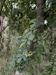 Solanum appendiculatum, photograph (c) Trevor Van Loon, some rights reserved (CC BY)
