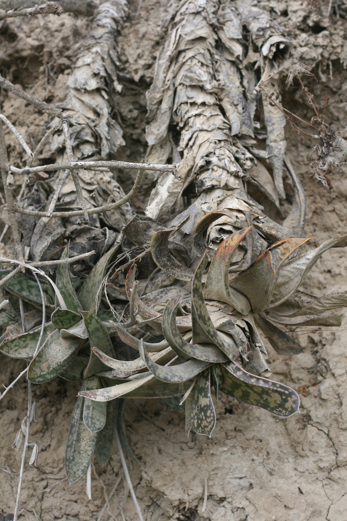 Foto de Gasteria