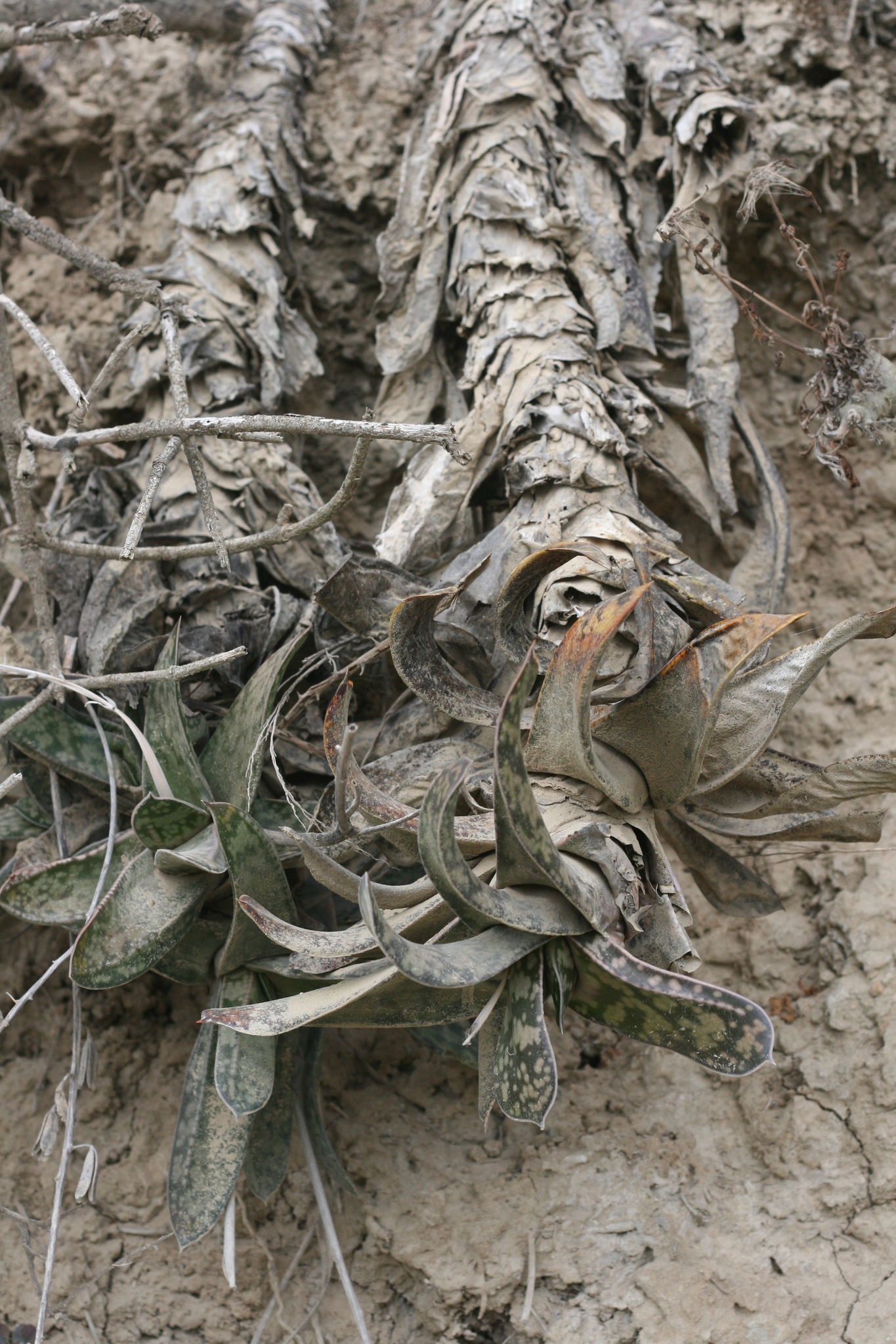 Imagem de Gasteria