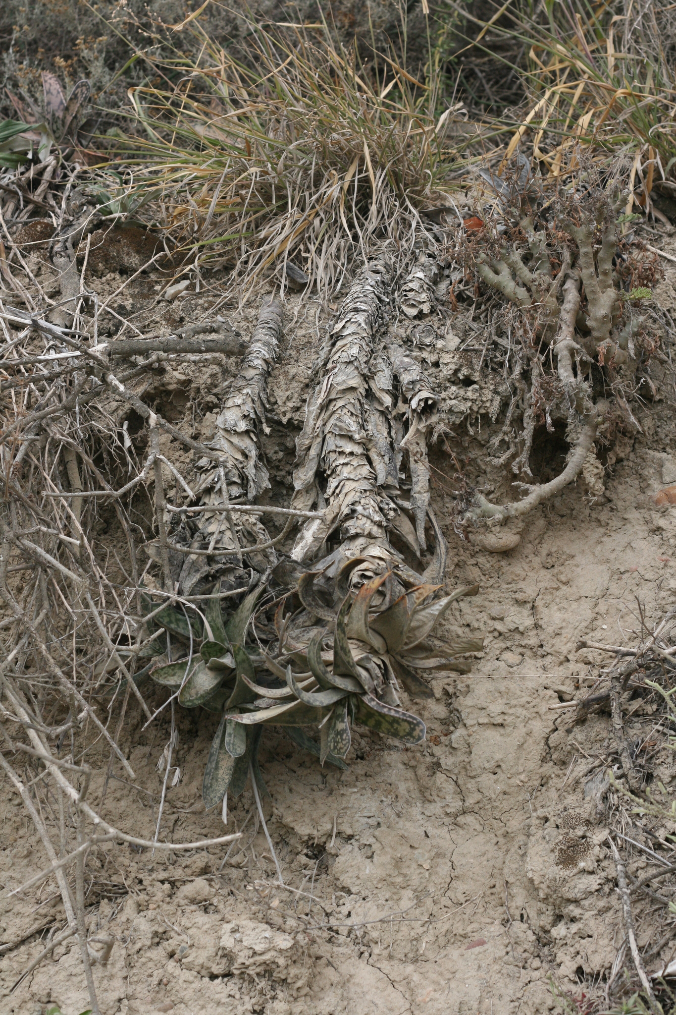 Imagem de Gasteria