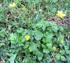 Ranunculus bulbosus