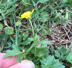 Ranunculus bulbosus