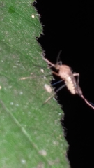 Culex pipiens