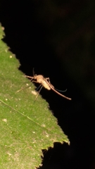 Culex pipiens