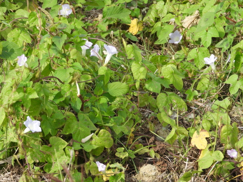 Foto de Corda-de-viola