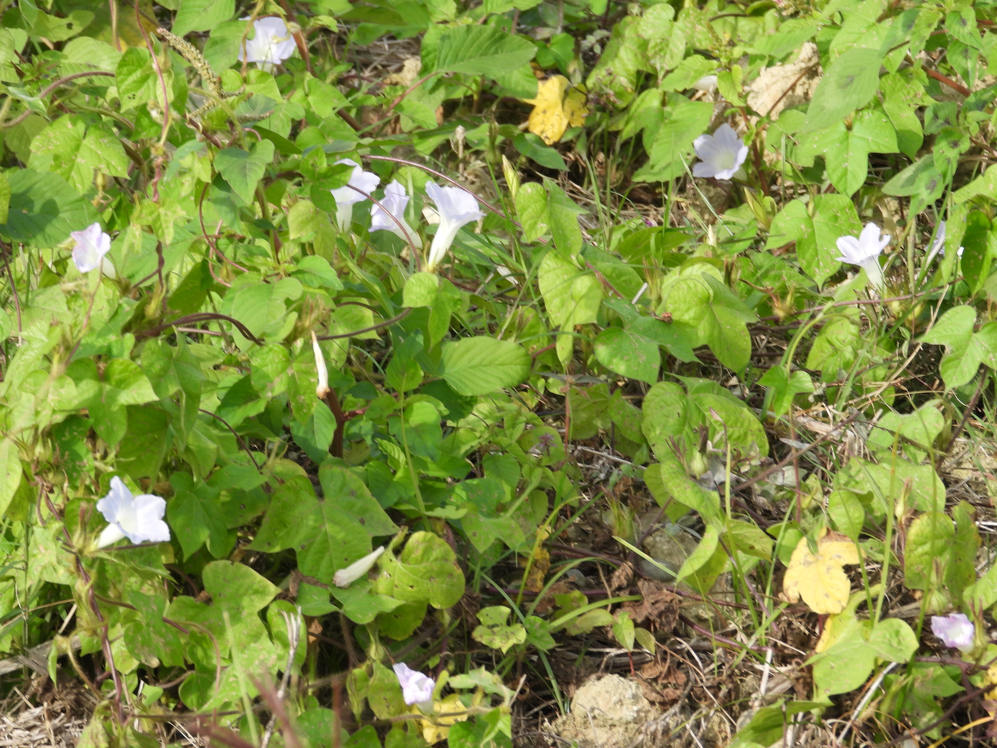Imagem de Corda-de-viola