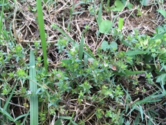 Sherardia arvensis