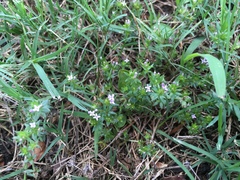 Sherardia arvensis