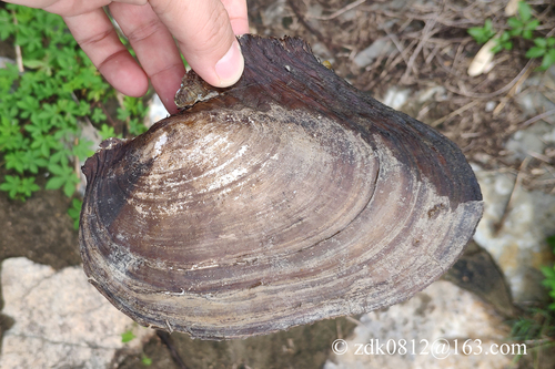 Cockscomb Mussel