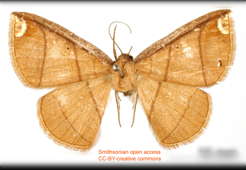 Perissopteryx submarginata