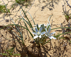 Ornithogalum trichophyllum
