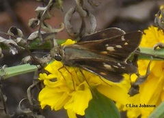 Atalopedes mesogramma