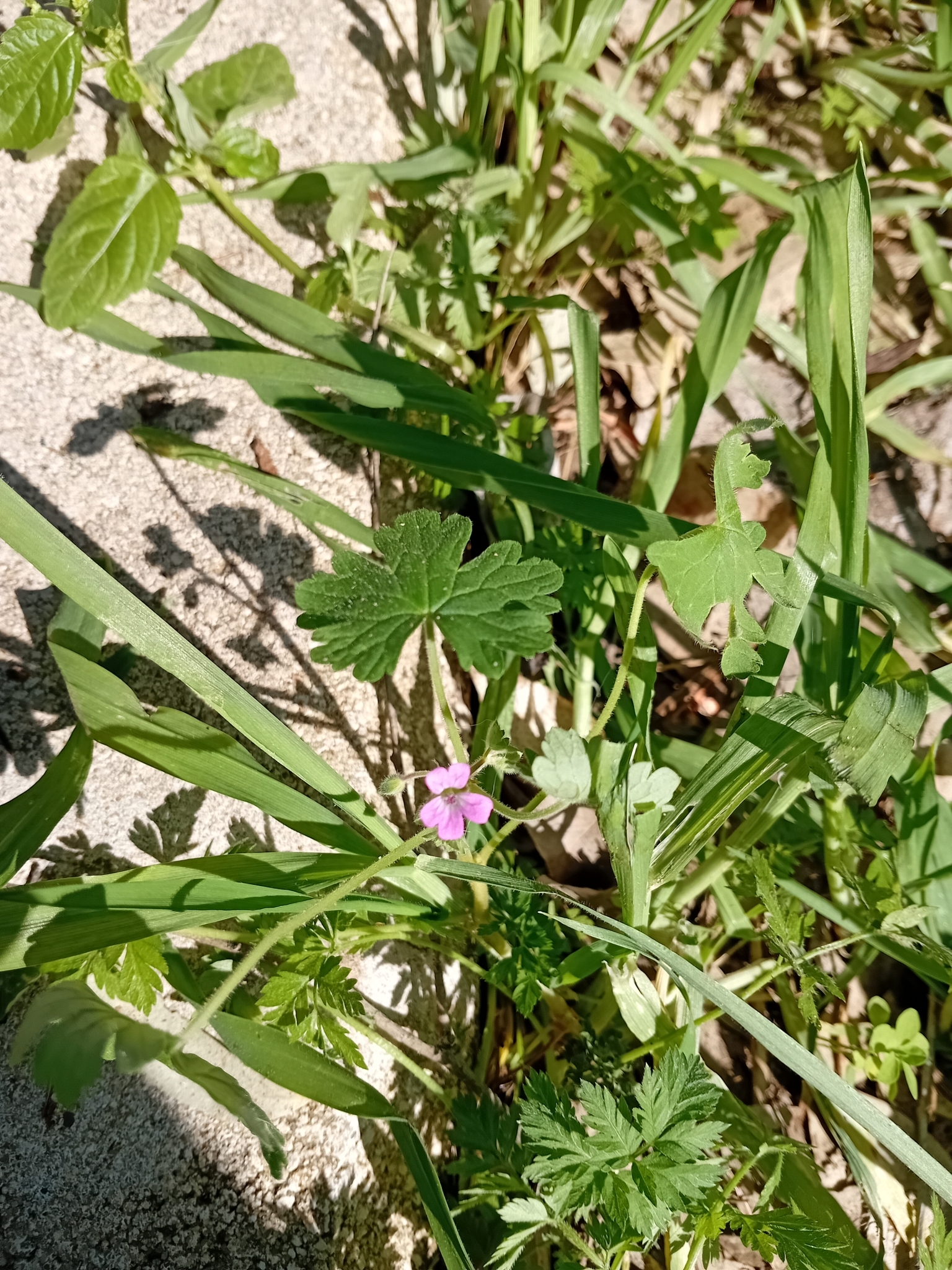 Imagem de Malva-de-cheiro