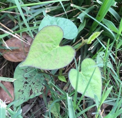 Ipomoea