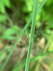 Geina periscelidactylus