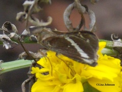 Atalopedes mesogramma