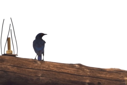 Cape Starling