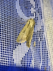 Dichagyris candelisequa