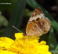 Junonia zonalis