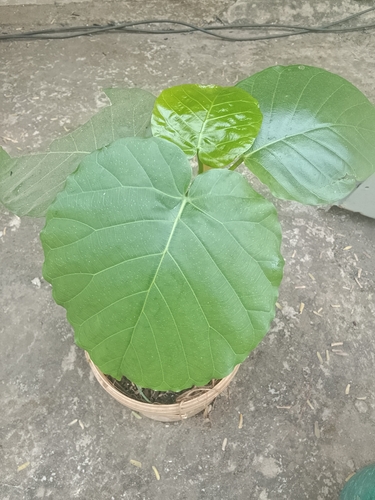 Foto de Assacu