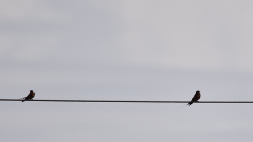 Rufous-chested Swallow
