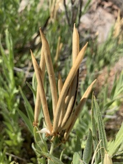 Amsonia palmeri