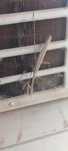 Stick Mantis