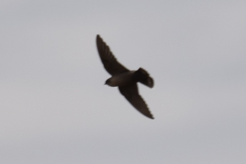 Southern Crag-Martin