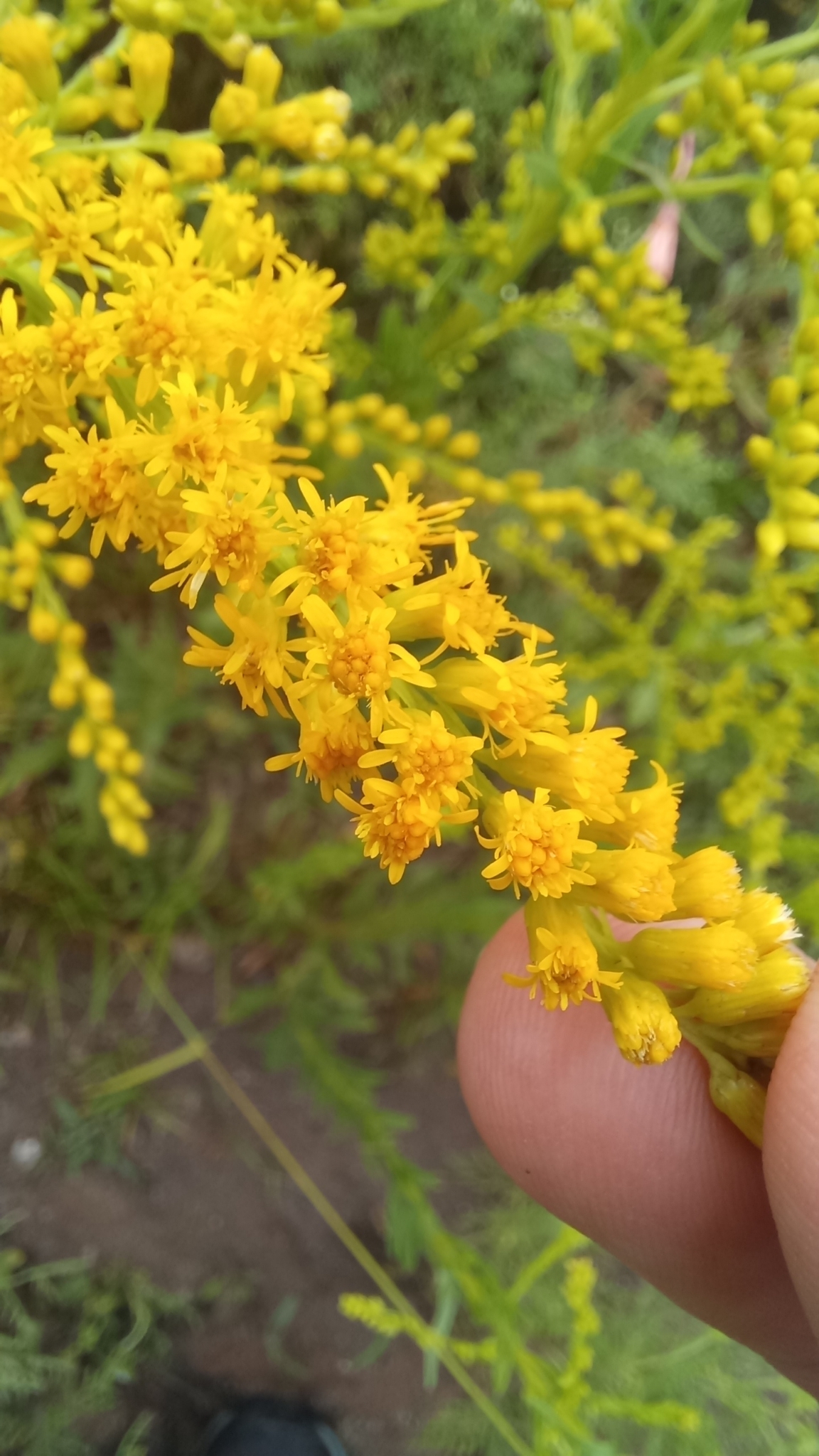 Imagem de Arnica