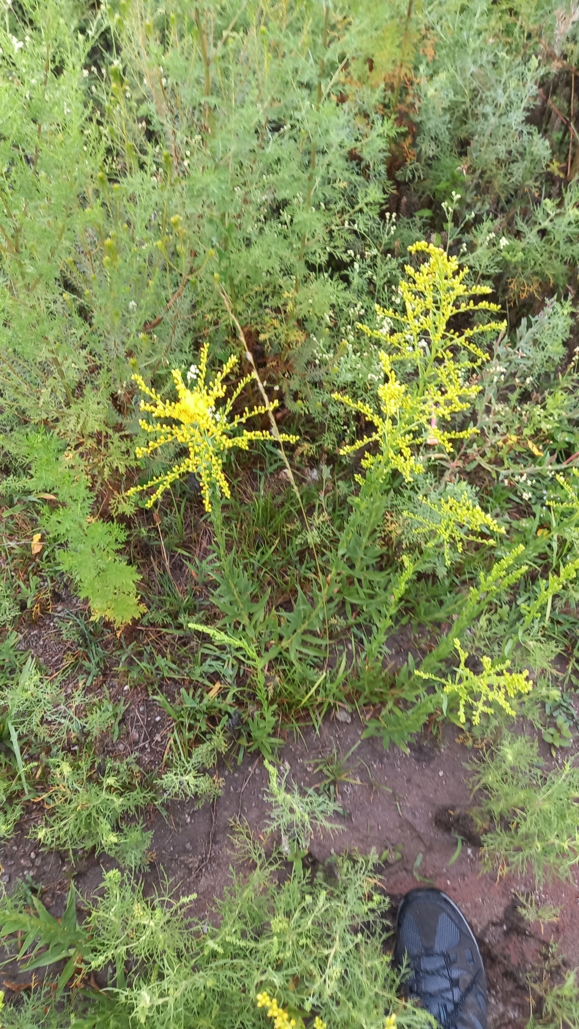 Imagem de Arnica