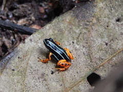 Amazonian Poison-Arrow Frog photo 2