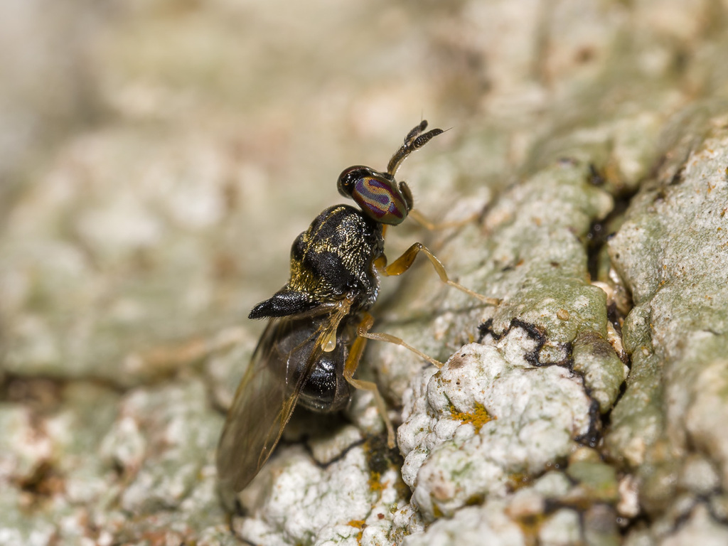 Chalcidomorphina